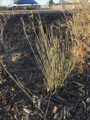 Asclepias subulata