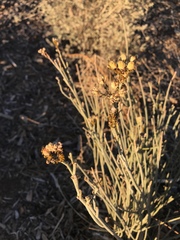 Asclepias subulata