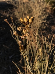 Asclepias subulata