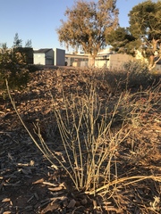 Asclepias subulata