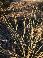 Asclepias subulata