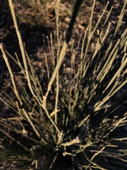 Asclepias subulata