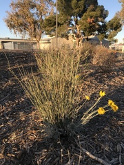 Asclepias subulata