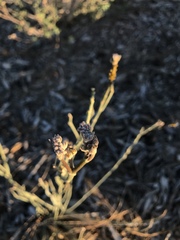Asclepias subulata