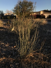Asclepias subulata