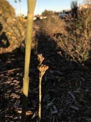 Asclepias subulata