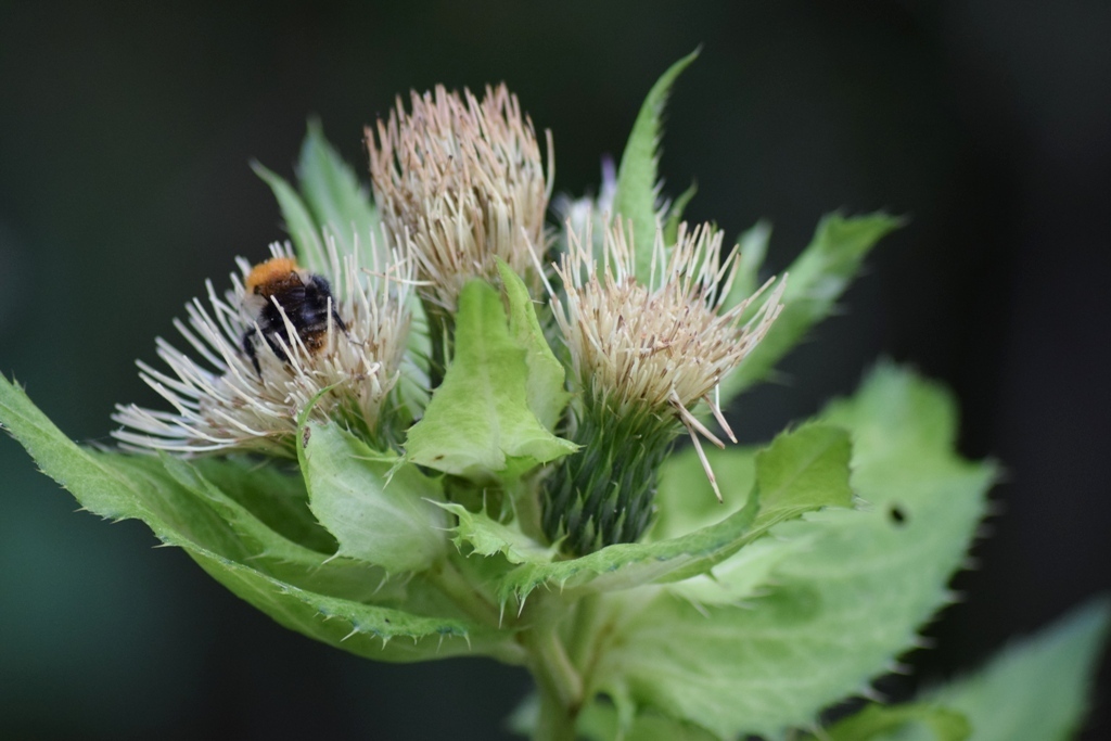Cabbage Thistle