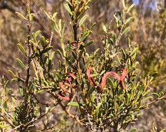 Acacia wilhelmiana