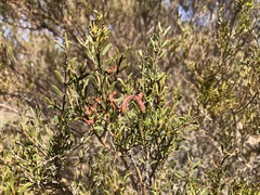 Acacia wilhelmiana