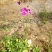 Primula poissonii - Photo (c) Damon Tighe, osa oikeuksista pidätetään (CC BY-NC), lähettänyt Damon Tighe
