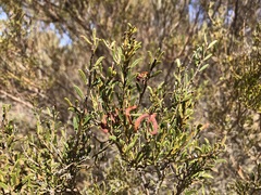 Acacia wilhelmiana