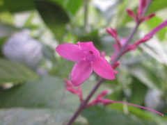 Odontonema callistachyum