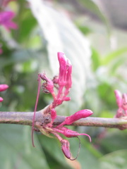 Odontonema callistachyum