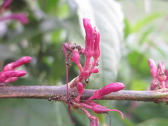 Odontonema callistachyum