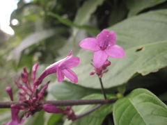 Odontonema callistachyum