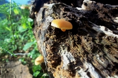 Gymnopilus