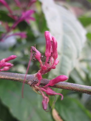 Odontonema callistachyum