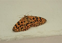 Epobeidia tigrata tigrata