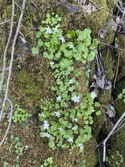 Kumlienia hystricula