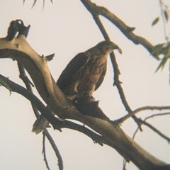 Parabuteo unicinctus