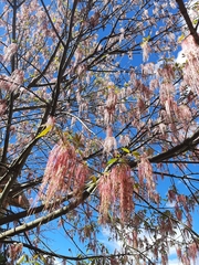 Acer negundo mexicanum