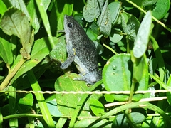 Elachistocleis cesarii