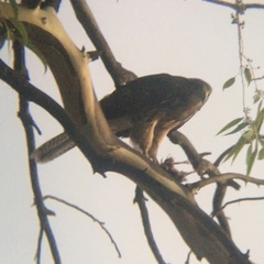 Parabuteo unicinctus