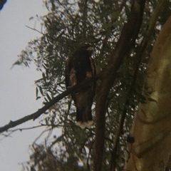 Parabuteo unicinctus