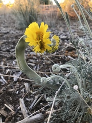 Baileya multiradiata