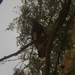 Parabuteo unicinctus