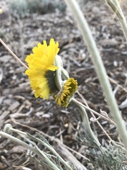 Baileya multiradiata