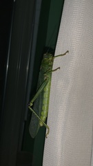 Tropidacris cristata grandis