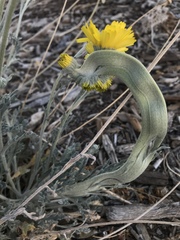 Baileya multiradiata