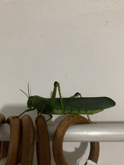 Tropidacris cristata grandis