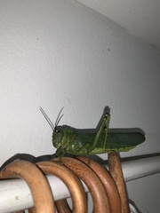 Tropidacris cristata grandis