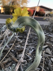 Baileya multiradiata