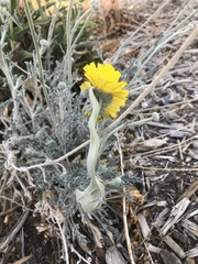 Baileya multiradiata