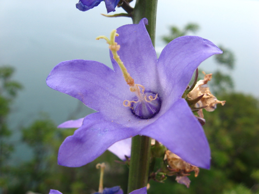 Chimney bellflower