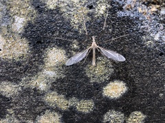 Tipula