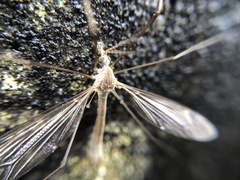 Tipula