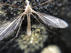 Tipula