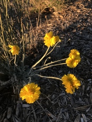 Baileya multiradiata