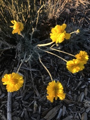 Baileya multiradiata