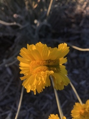 Baileya multiradiata