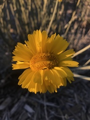 Baileya multiradiata