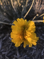 Baileya multiradiata