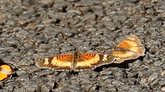 Junonia sophia