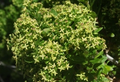 Galium buxifolium