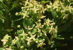 Galium buxifolium