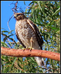 Buteo lineatus